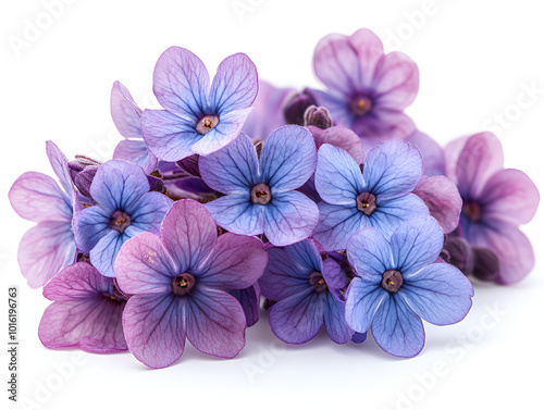 flower isolated on white background