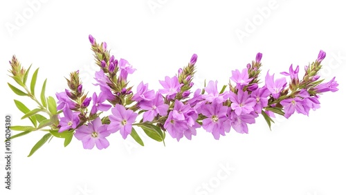 Wallpaper Mural a bunch of purple flowers

 Torontodigital.ca