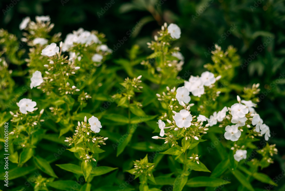 Phlox subulata (creeping phlox, moss phlox, moss pink, or mountain phlox) is a species of flowering plant in the family Polemoniaceae, native to eastern and central USA, and widely cultivated. Phlox subulata (creeping phlox, moss phlox, moss pink, or mountain phlox) is a species of flowering plant in the family Polemoniaceae, native to eastern and central USA, and widely cultivated.