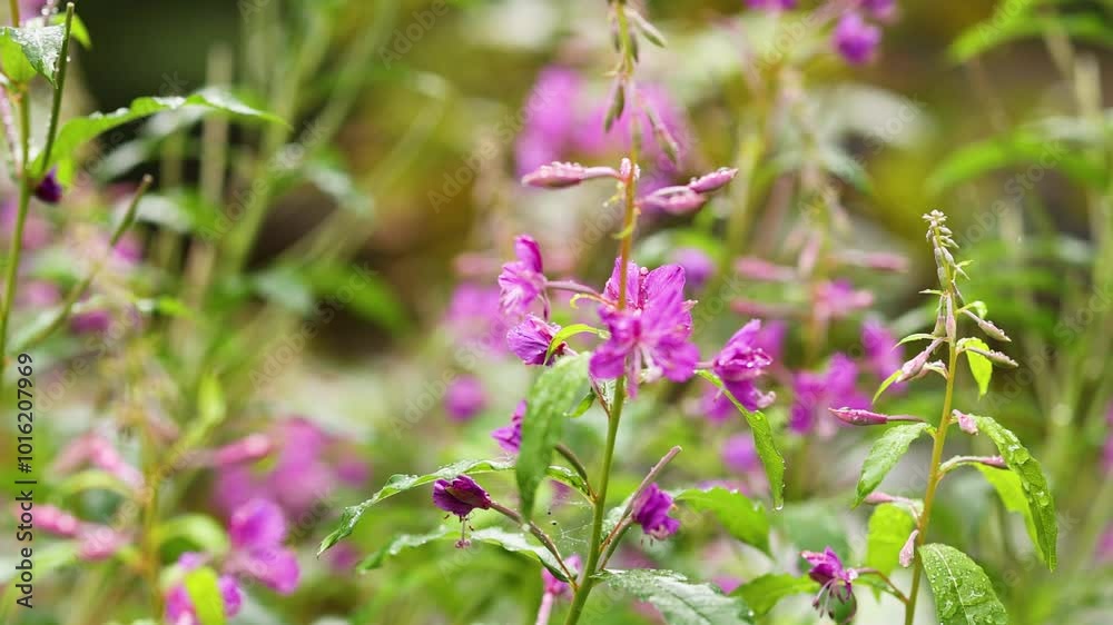 Fireweed Blossoms in Dunkeld, Scotland Fireweed Blossoms in Dunkeld, Scotland