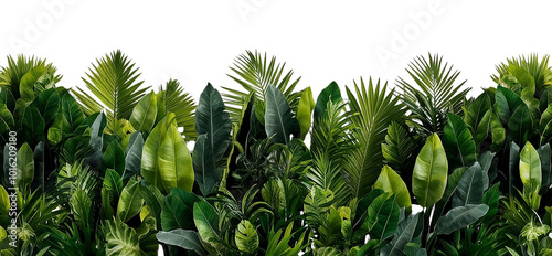 Lush Tropical Greenery with Diverse Leaf Textures on Transparent Background