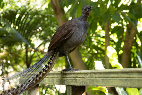 Superb Lyrebird photo