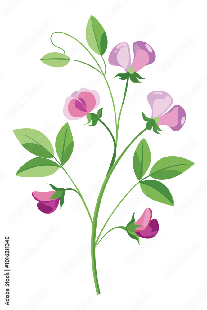 Sweet Pea Branch With Flowers Vector Illustration On White Background Botanical Art Design