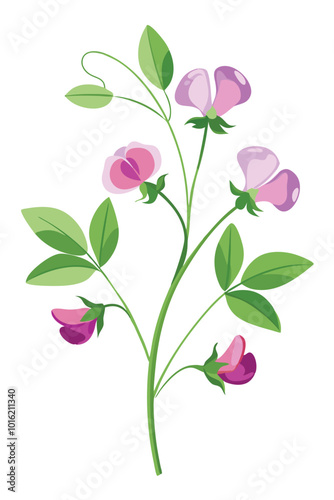Sweet Pea Branch With Flowers Vector Illustration On White Background Botanical Art Design