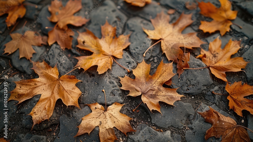 A landscape with large, dark brown sycamore leaves rustling and falling in the slightly cold, dry early October air. The leaves tumble and spin on the rough. A landscape with large, dark brown sycamore leaves rustling and falling in the slightly cold, dry early October air. The leaves tumble and spin on the rough.