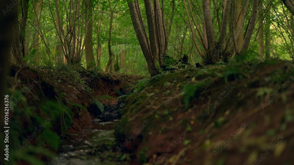 An English woodland stream scene with man walking towards the running water An English woodland stream scene with man walking towards the running water