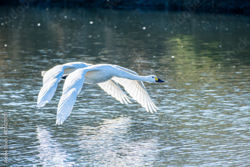 川島町白鳥飛来地 水辺から飛び立つ白鳥　埼玉県比企郡川島町 photo