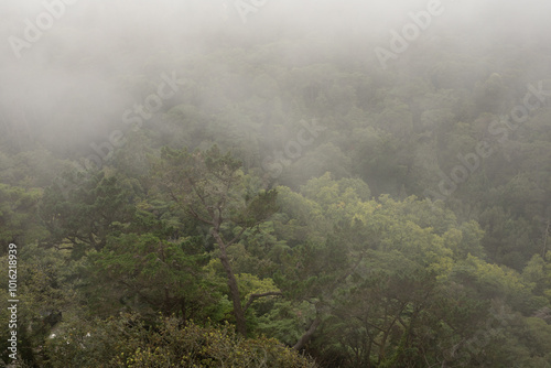 A misty forest shrouded in ethereal fog The trees stand tall their branches reaching for the sky