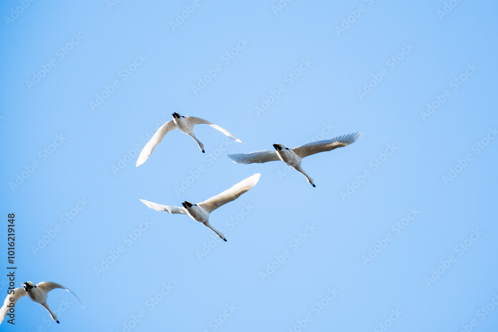 Obraz premium 川島町白鳥飛来地の白鳥 埼玉県比企郡川島町
