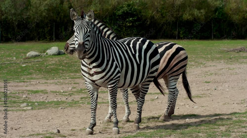 Curious Zebras in a spacious zoo environment on a sunny day wildlife safari experience nature animals enjoying freedom exploring walking running interacting in vibrant open-air habitat lion Africa Curious Zebras in a spacious zoo environment on a sunny day wildlife safari experience nature animals enjoying freedom exploring walking running interacting in vibrant open-air habitat lion Africa