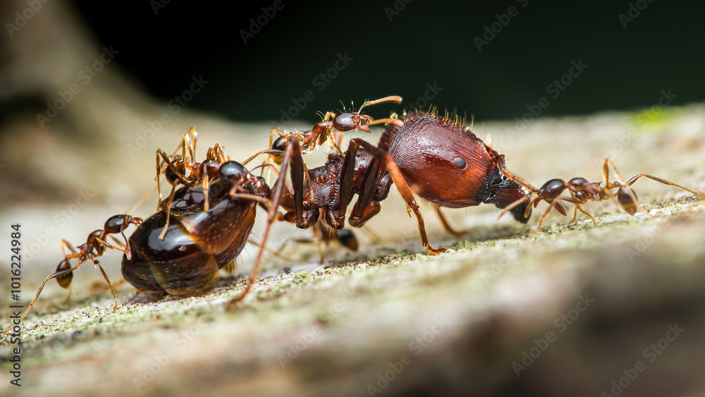 Big ant carrying small ants on tree branch. Big ant carrying small ants on tree branch.