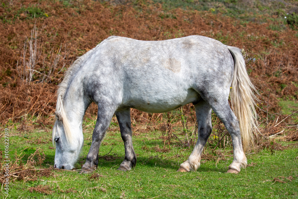 Wild Welsh Ponies grazing on the Gower Peninsula, Port Eynon, Overton Mere Wild Welsh Ponies grazing on the Gower Peninsula, Port Eynon, Overton Mere