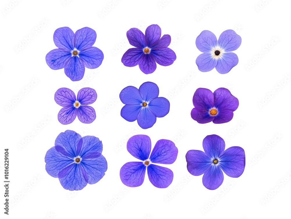 Set aus kleinen lila Fliederblüten für Frühlingsdeko und Designprojekte