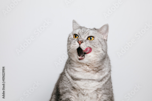 Tabby cat with open mouth and tongue out, beautiful cat lick his lips, white background with copy space