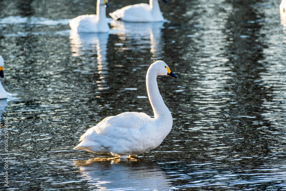 川島町白鳥飛来地の白鳥　埼玉県比企郡川島町