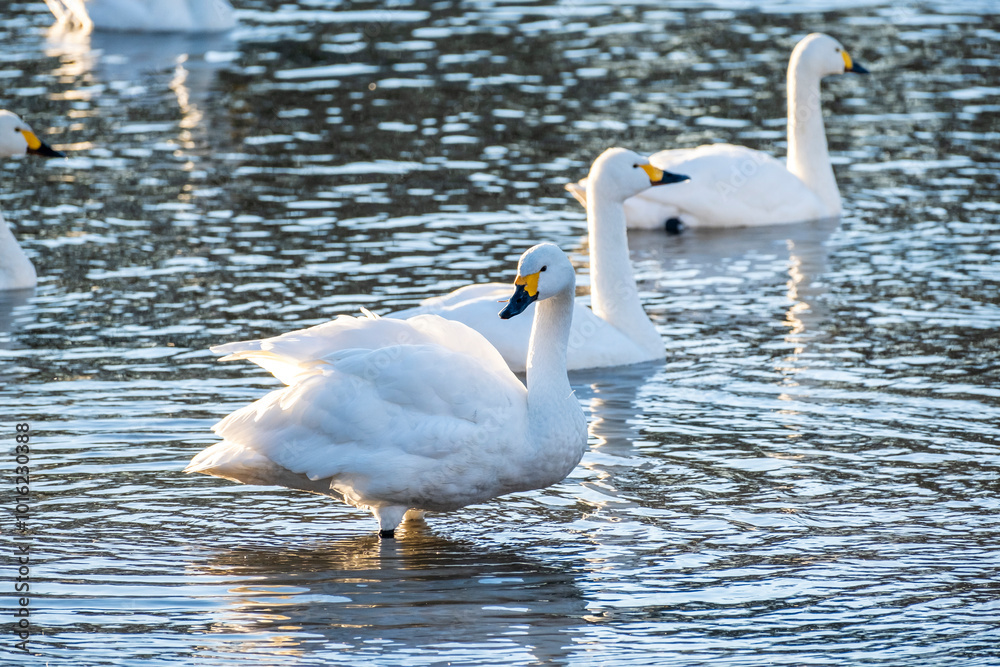 Naklejka premium 川島町白鳥飛来地の白鳥 埼玉県比企郡川島町