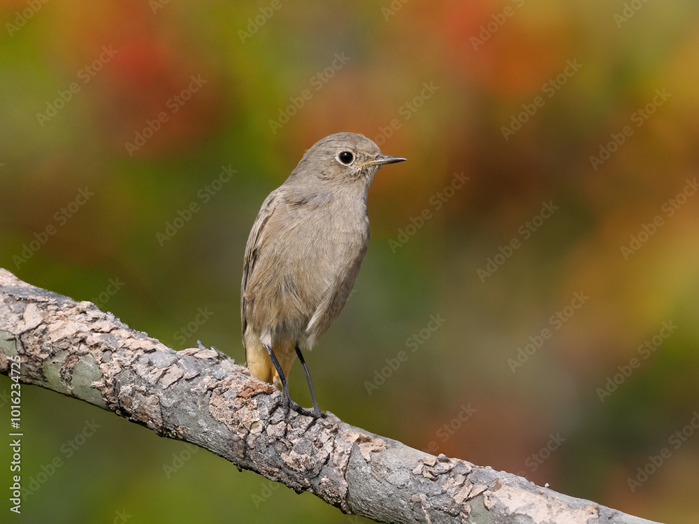 Fototapeta premium Hausrotschwanz