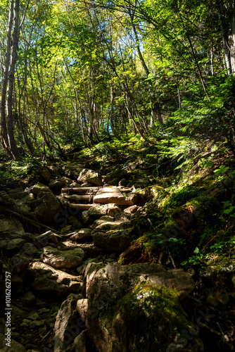 北岳白根御池へ続く登山道　山梨県南アルプス市 photo