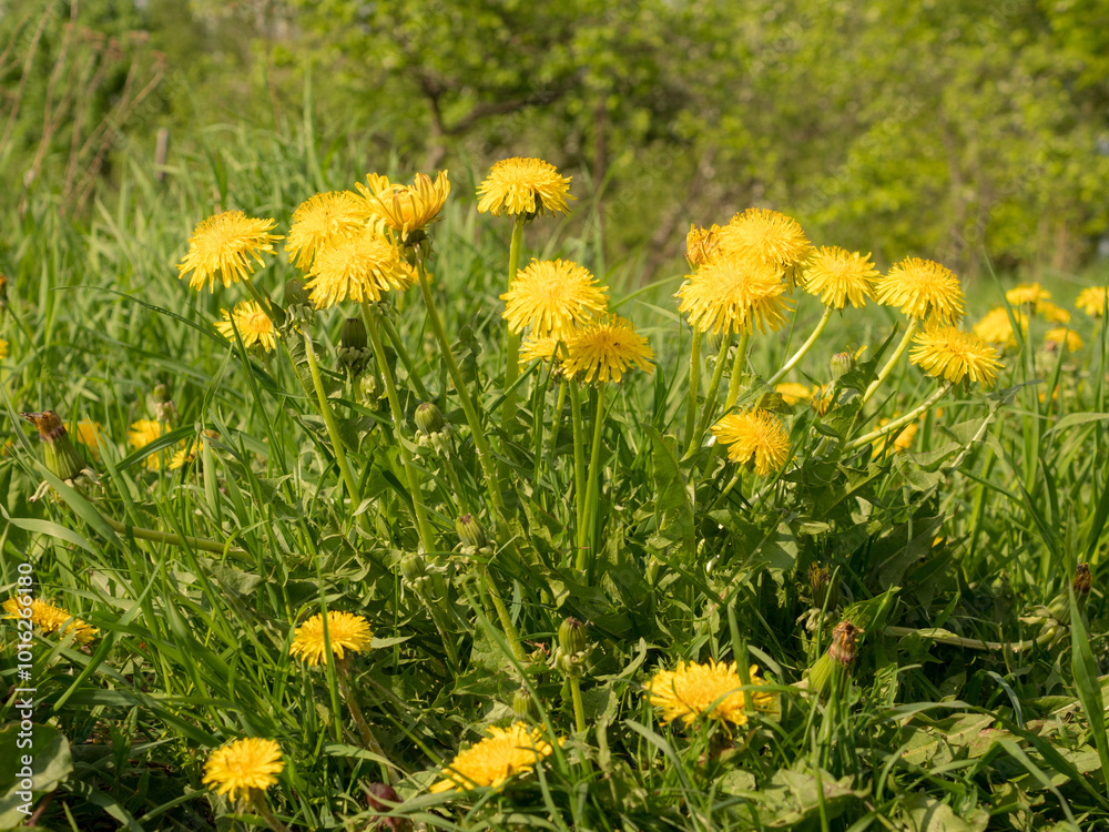 yellow dandelions in spring