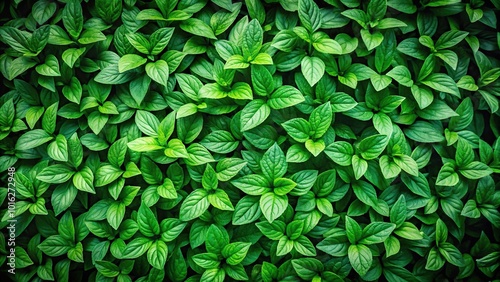 herb wall plant wall natural green wallpaper and background