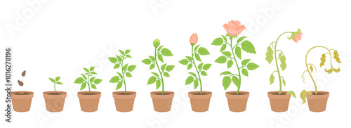 Growth Stages of a Potted Rose - Vector Illustration