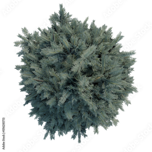 Frozen thuja - Top view - Transparent background, PNG