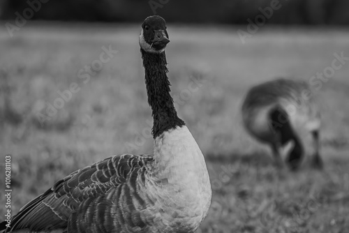 goose on a field