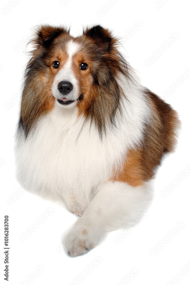 Happy shetland sheepdog taken on at clean white background Happy shetland sheepdog taken on at clean white background