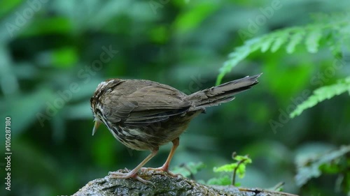 real shot video of a broad billed warbler chick