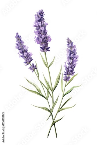 Lavender blossom flower plant.