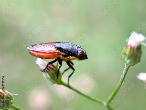 Close up of fly (Stomorhina), macro shot of Stomorhina fly perched on flower photo