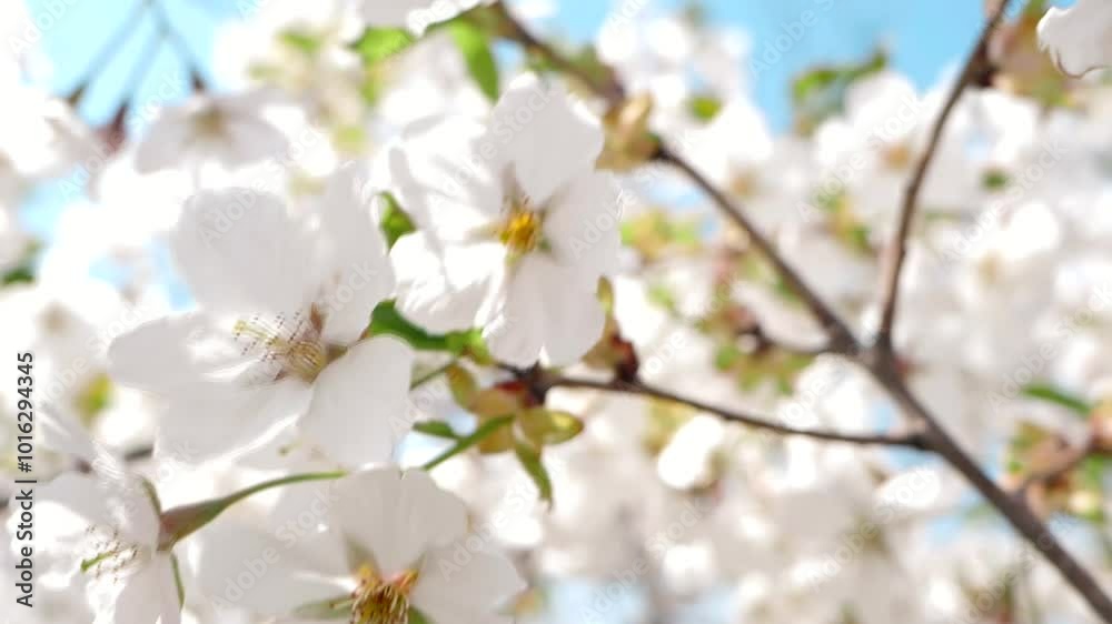Real shot of a warm and healing spring scene with bees collecting nectar from white flowers Real shot of a warm and healing spring scene with bees collecting nectar from white flowers