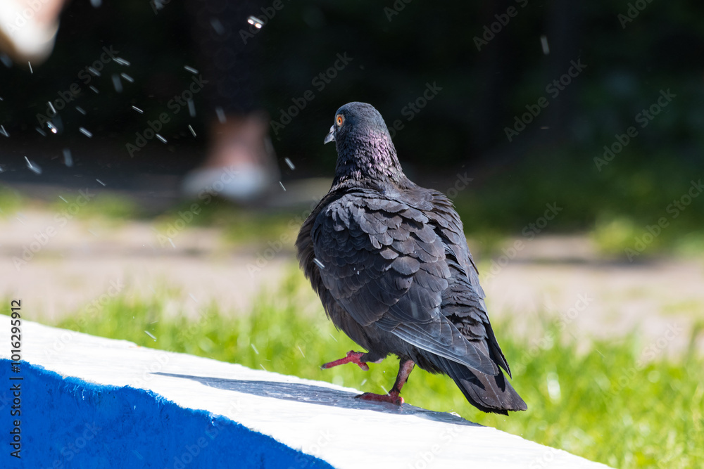 Obraz premium Pigeon on a fountain