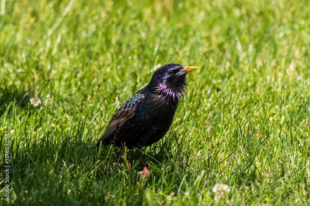 Obraz premium Close-up photo of a Common starling bird