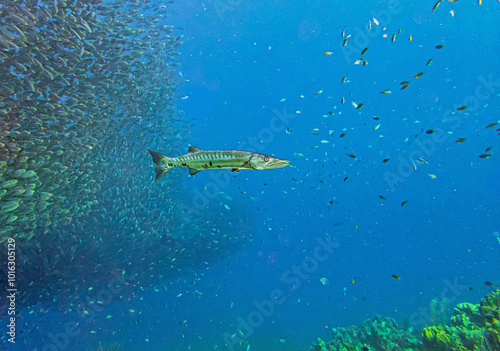 Baitball off the coast of the Cariibean island of Bonaire photo