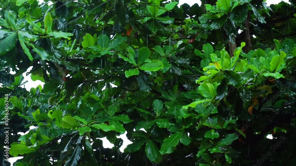 Rain-Drenched Plants During Heavy Rainfall Rain-Drenched Plants During Heavy Rainfall
