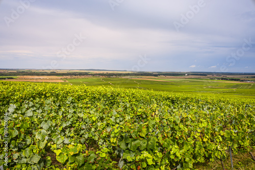 Les vignobles de vin pétillant de Champagne