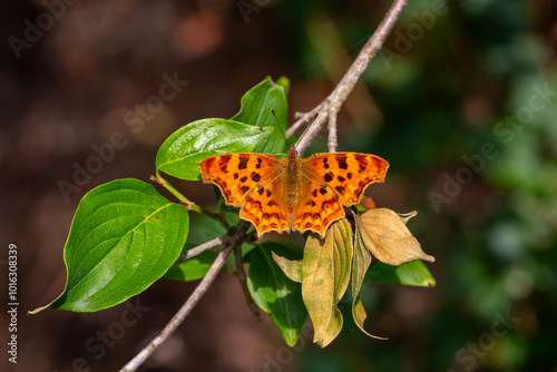 a brown-colored butterfly that looks torn, Polygonia c-album photo