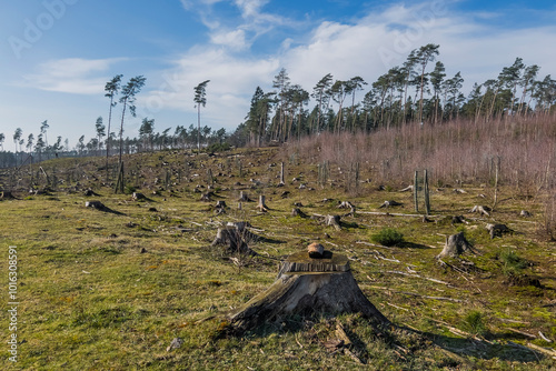 Gerodetes Waldstück in der Senne-Landschaft