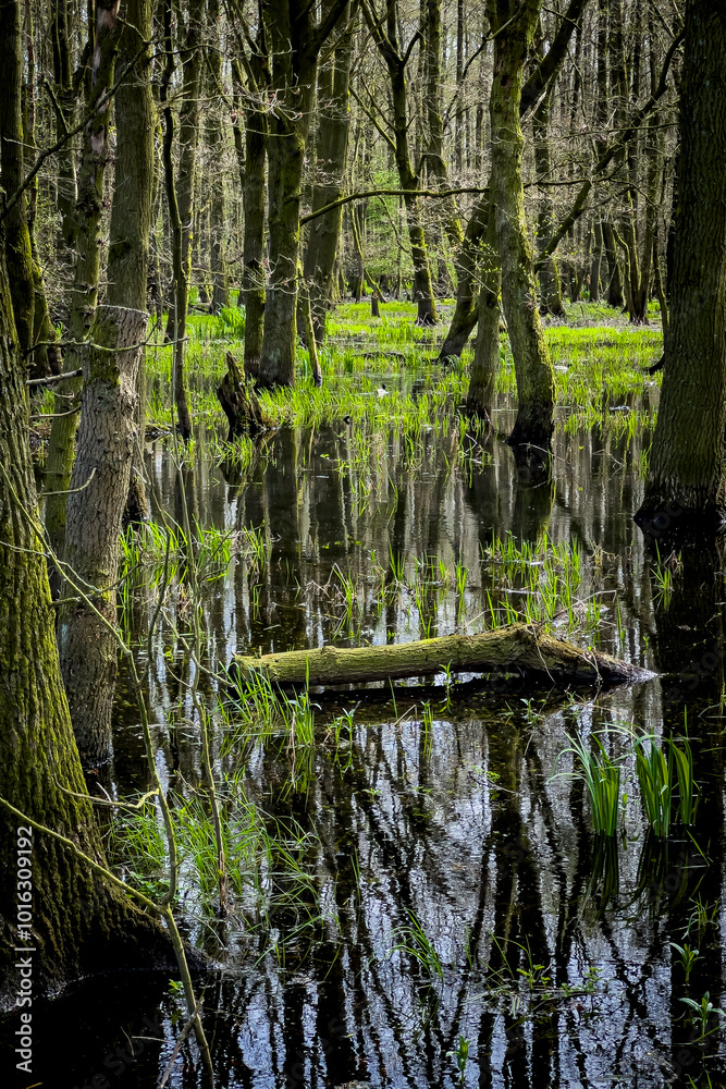 Das überschwemmte Naturschutzgebiet Ochsenmoor am Dümmer bei Hüte, Deutschland Das überschwemmte Naturschutzgebiet Ochsenmoor am Dümmer bei Hüte, Deutschland