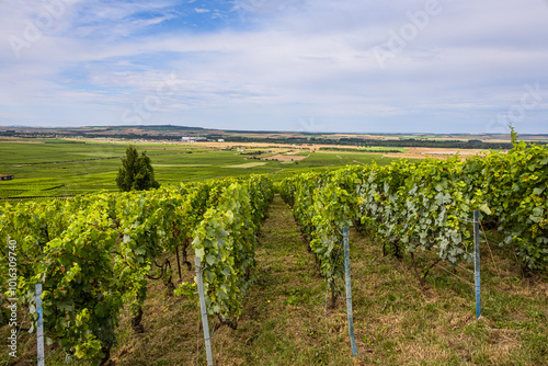 Les vignobles de vin pétillant de Champagne photo