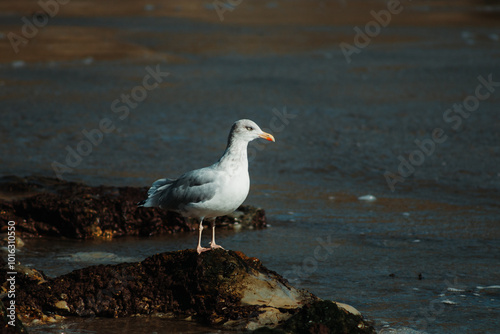 seagull on the beach