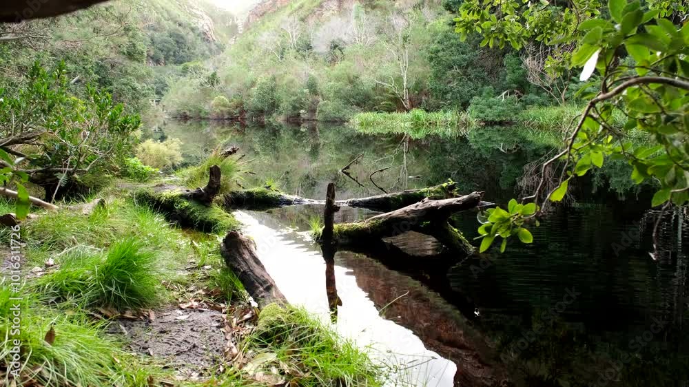 Forested area on dam water's edge, calm scene on Disa Kloof Trail Harold Porter Forested area on dam water's edge, calm scene on Disa Kloof Trail Harold Porter