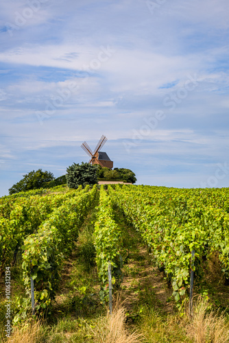 Obraz na płótnie Le Moulin de Verzenay au milieu des vignobles de vin pétillant de Champagne w salonie