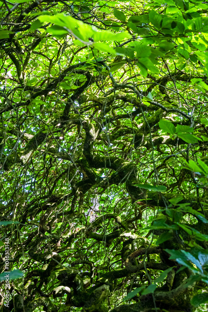 Fototapeta premium Les Faux de la Forêt domaniale de Verzy