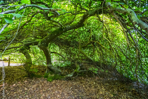 Les Faux de la Forêt domaniale de Verzy photo