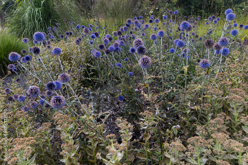 Banater Kugeldistel (Echinops bannaticus), Distel photo