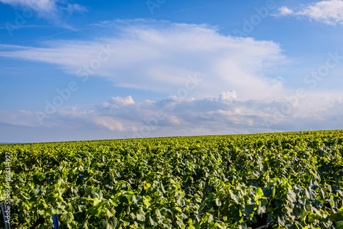 Les vignobles de vin pétillant de Champagne