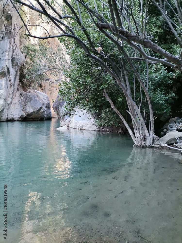 Naklejka premium river in the forest