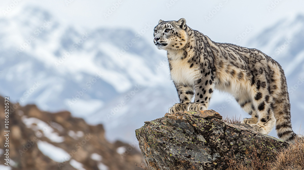 Fototapeta premium 雪山のユキヒョウ